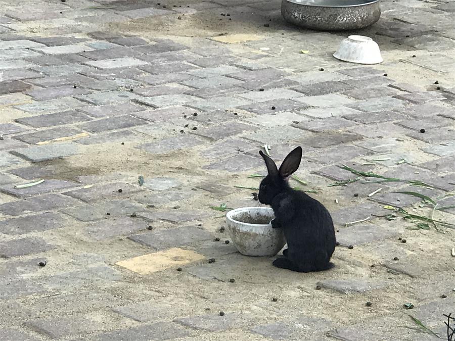 天鵝湖風景區(qū)（泰山）速覽！(圖7)