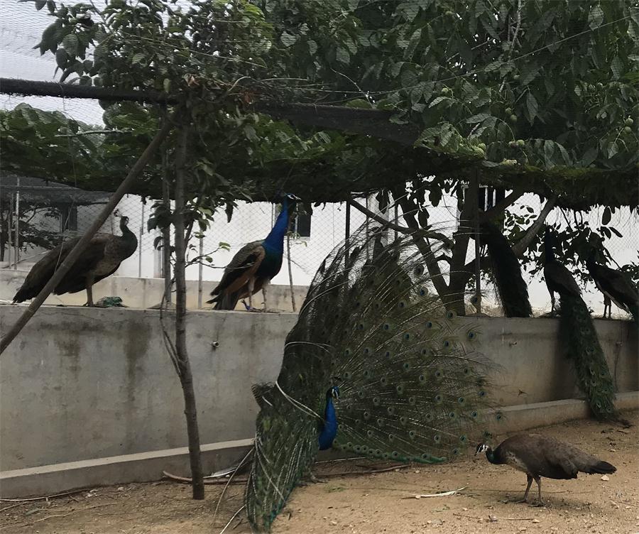 天鵝湖風景區(qū)（泰山）速覽！(圖11)