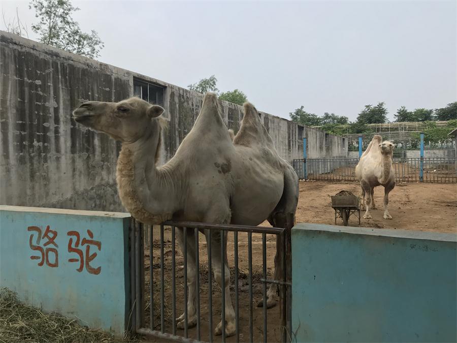 天鵝湖風景區(qū)（泰山）速覽！(圖8)
