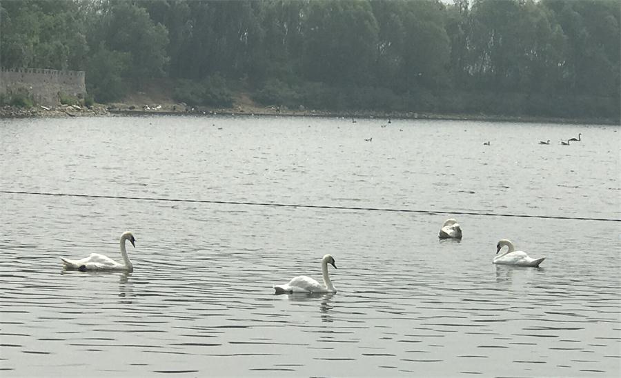 天鵝湖風景區(qū)（泰山）速覽！(圖18)