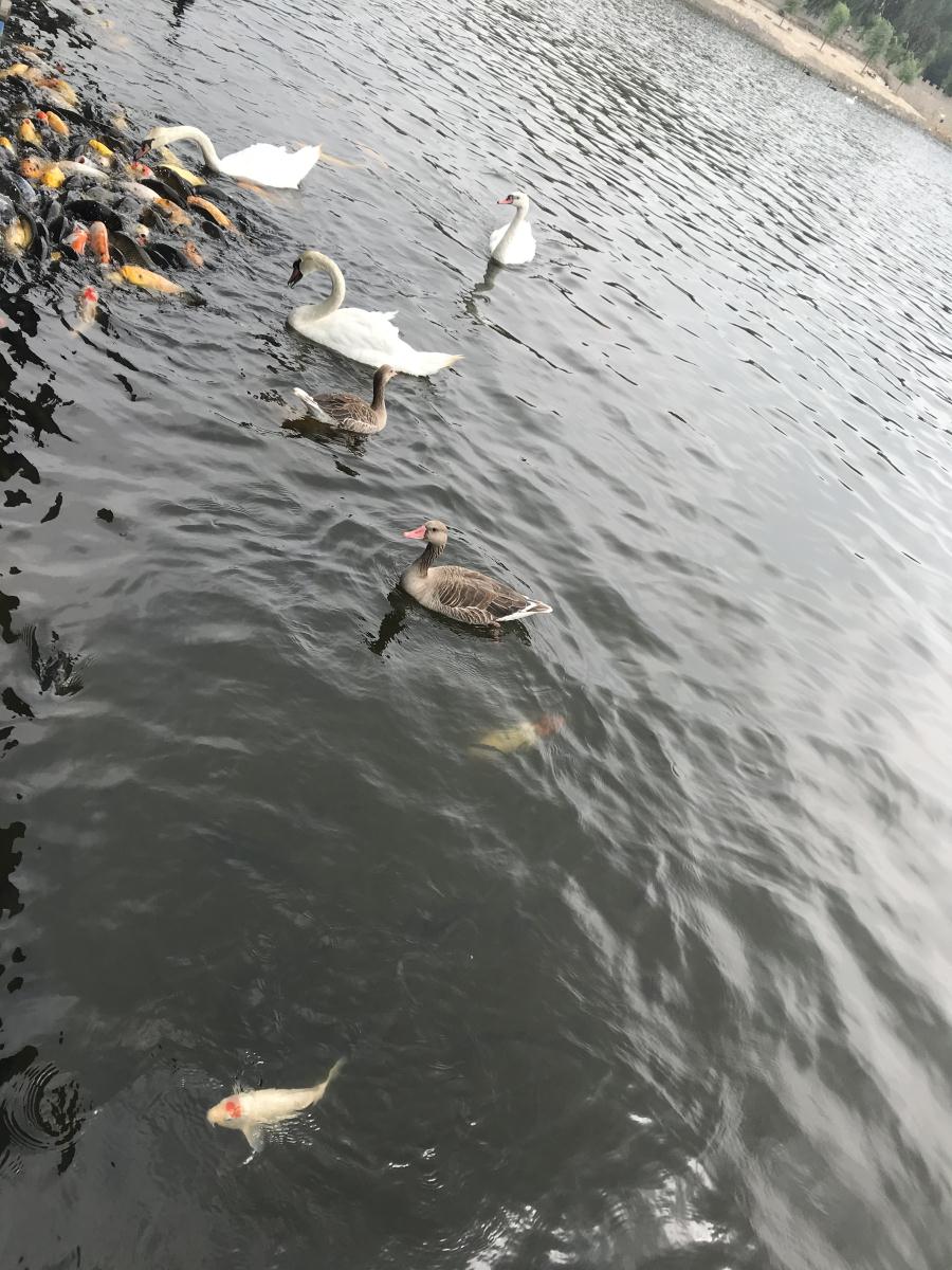 天鵝湖風景區(qū)（泰山）速覽！(圖17)